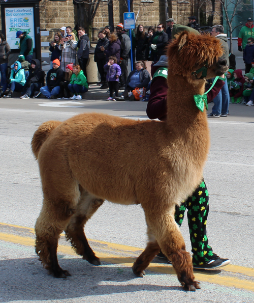 Gaelic Glen Alpacas in 2019 Cleveland St. Patrick's Day Parade